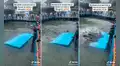 Tiburón por poco devora a ave marina durante una exposición en un acuario