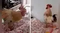 Gallo se cansa de cantar y entra al cuarto de su dueña para despertarla, pero ella lo ignora 