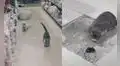 Gato intenta cazar un ratón en el pasillo de una tienda, pero este logra escaparse