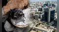 ¡Murciélagos en Lima! ¿Por qué aumentó su presencia en la capital y dónde fueron vistos? 