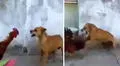 Gallo jalacunca hace frente al ataque de perro callejero y se defiende hasta el final