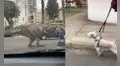 Joven sale a pasear con su disfraz de dinosaurio y ‘asusta’ hasta al perro de la vecina