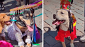 Perritos lucen trajes típicos peruanos por el Inti Raymi y causan furor en calles de Cusco