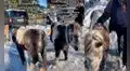 Poni ‘viejito’ enternece en TikTok con su atento trato para ofrecer su compañía a turistas 
