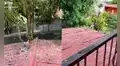 Perrito intenta atrapar a un gato, pero corre rápido y termina cayendo del techo de su casa 