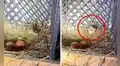 Serpiente expulsa un huevo entero de su boca tras ser atrapado por la dueña de un corral