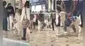 Centro comercial permite el ingreso de mascotas y joven lleva a su alpaca bebé