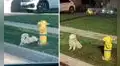 Perro se rehúsa a dejar el sitio donde lo abandonaron sus dueños a la espera de que vuelvan