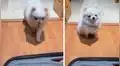 Perrito se pone a llorar tras escuchar los regaños de su dueña porque se irá de viaje sin él