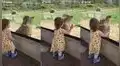 Niña juega con leopardo a través de ventana del zoologico y felino tiene inesperada reacción