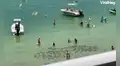 Grupo de mantarrayas sorprende a bañistas al nadar cerca de la orilla en una playa de Miami