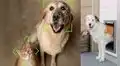 Crean puerta para mascotas con reconocimiento facial para que solo pueda usarla tu gato o perro