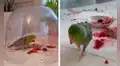 Joven pone a su loro dentro de una cúpula cada vez que le da comida para que no ensucie