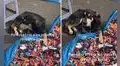 Perrito cuida el negocio de su dueño vendedor ambulante mientras él se ausenta