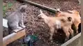 Felino callejero llega a granja y es criado por cabras, a las que les copia todo lo que hacen