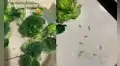 Usuario se viraliza por limpiar un tallo de brócoli y descubre que en el interior habitan gusanos