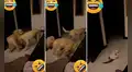 Astuto gatito se ‘desmaya’ para evitar que sus amigos perrunos lo molesten
