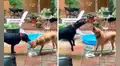 Perro encuentra una divertida forma de jugar con su amigo al lanzarle chorros de agua al rostro