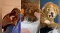 Hombre compra un perrito sin saber que este tenía su pelo pintado: “Terminó internado”