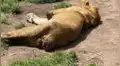 Leones en fundación se estarían comiendo a sí mismos por hambre