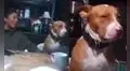 Perrito se enoja y mira con indignación a su dueña cuando lo critica frente a su familia