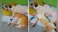 Gato no deja a su ‘amigo’ perruno ni un solo minuto para cuidarlo mientras se recupera