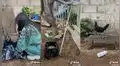 Joven descubre que una gallina salvaje visita su casa y le construye su propia cama