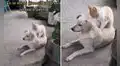 Perrito se relaja y disfruta de unos masajes con las patitas de su ‘amigo’ gatuno