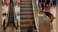 Perrito coloca su pelota en la escalera eléctrica y espera que los visitantes se la lancen