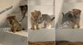 Gatito enseña a bajar las escaleras a un cachorro, pero pierde la paciencia y lo empuja