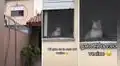 Joven sale a buscar a su gato perdido y lo encuentra en la ventana de la casa del vecino