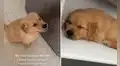 Perrito le ‘pide’ a su dueña que abra la puerta del refrigerador para dormir dentro