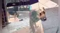 Perrito sin hogar se pone triste al ver que le cerraron la puerta de su tienda preferida