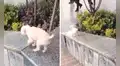 Perrito encuentra una divertida forma de jugar al deslizarse sobre el muro de una escalera