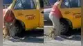 Mujer paga servicio de taxi para que su perrito regrese solo a casa y mascota se vuelve viral