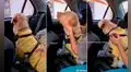 Perrito se enoja con su dueña por llevarlo al dentista y le da la espalda para no verla