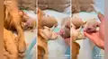 Perrito conmueve al lactar la pata de su hermano, pues creía que era el pezón de su madre