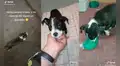 ¡Una conmovedora historia! Joven adopta a un perrito de la calle que lo estaba persiguiendo