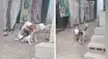 Perro ayuda a su ‘amigo’ que estaba atado y lo libera para que jueguen juntos en la calle