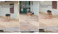 Joven capta el curioso comportamiento de un perro cuando este peleaba con su propia patita