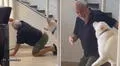 Abuelito finge ser un perrito y le enseña a su mascota cómo abrir la puerta con las patas