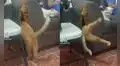 Travieso gatito hace hueco al sofá de su dueño y lo usa como su guarida para dormir