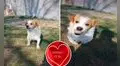 Perro odia la canción “Mi bebito fiu fiu” y ataca a su dueño cuando escucha que la corea  