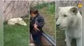 León blanco descubre que niño traspasa barrera de seguridad y se dirige ferozmente hacia él