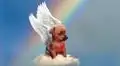 “Gracias por todo”: fallece Chupete, el perrito con hidrocefalia cuya adopción se volvió viral