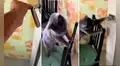 Astucia de un gato deja impresionados a miles al resolver un problema para obtener comida