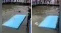 Tiburones intimidan a la estrella del show y causan gran susto en el público