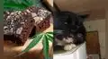 Gatito consume ‘happy brownies’ por accidente y su reacción genera preocupación