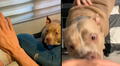 Perrita de raza ‘American Bully’ se molesta con su dueño, cuando este fastidia a su novia