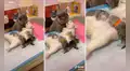 Pareja de gatos se convierten en padres y demuestran su gran amor en redes